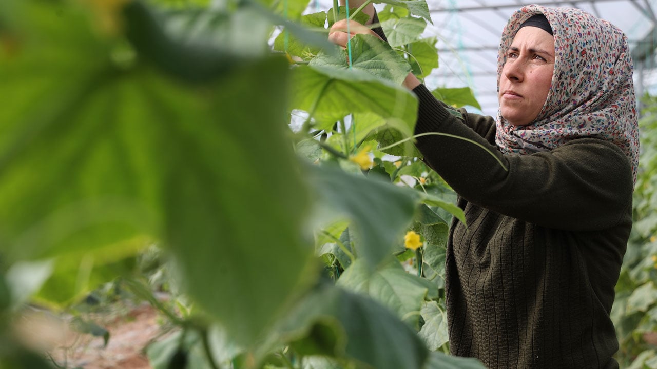 Foto - Devlet desteğiyle başladı, 2 yılda 20 dönümlük seraya ulaştı!