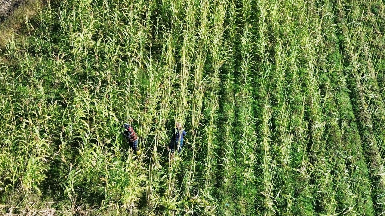 Foto - Devlet desteğiyle başladı, markasını kurdu! Düzceli kadın yılda 1 ton pekmez üretiyor