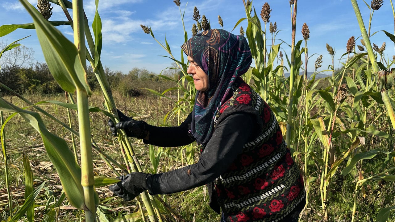 Foto - Devlet desteğiyle başladı, markasını kurdu! Düzceli kadın yılda 1 ton pekmez üretiyor