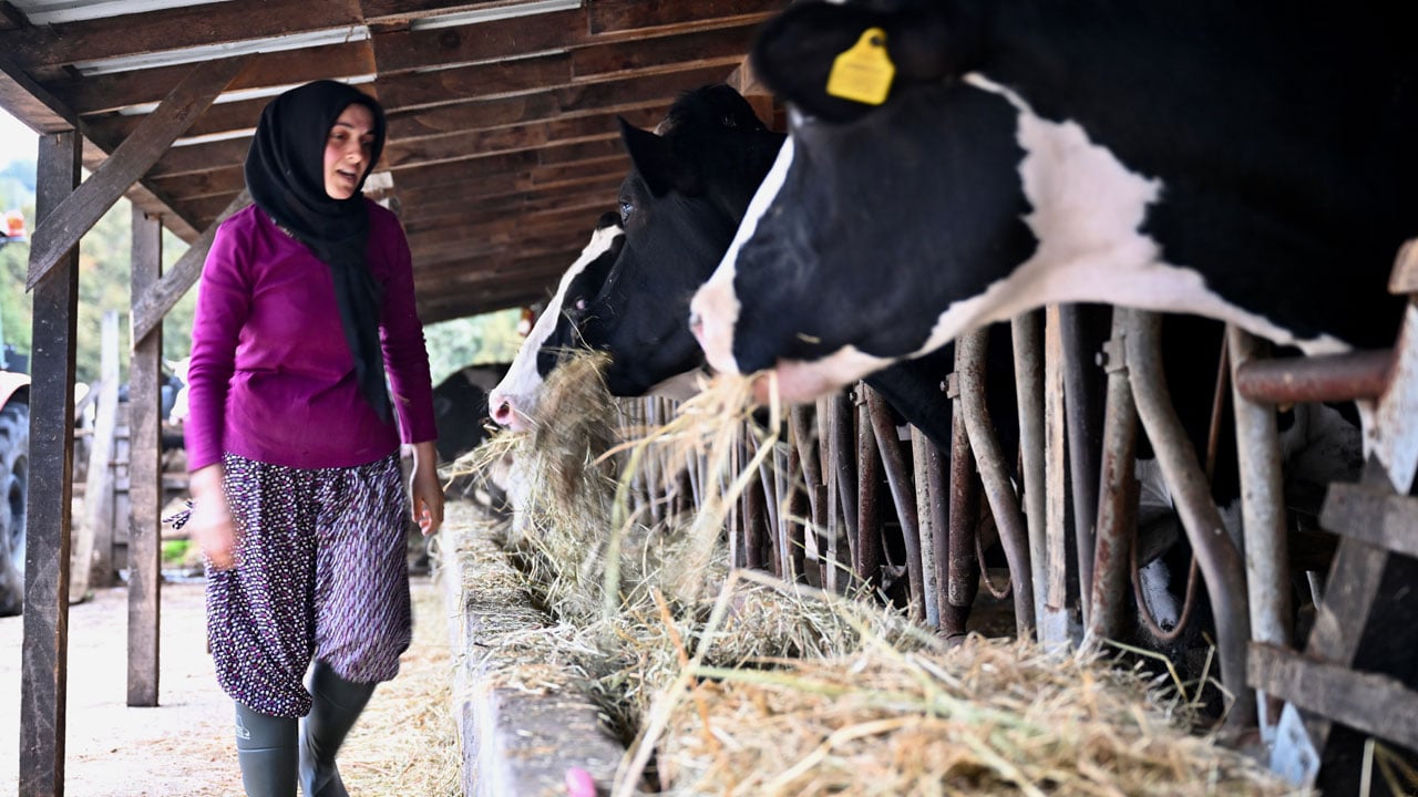 Foto - Devlet desteğiyle hayalini gerçekleştirdi! Bir inekle başladı şimdi çiftlik sahibi