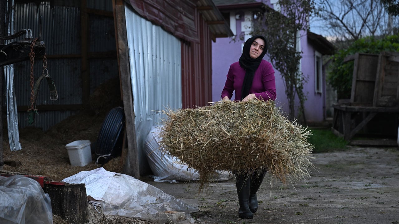 Devlet desteğiyle hayalini gerçekleştirdi! Bir inekle başladı şimdi çiftlik sahibi