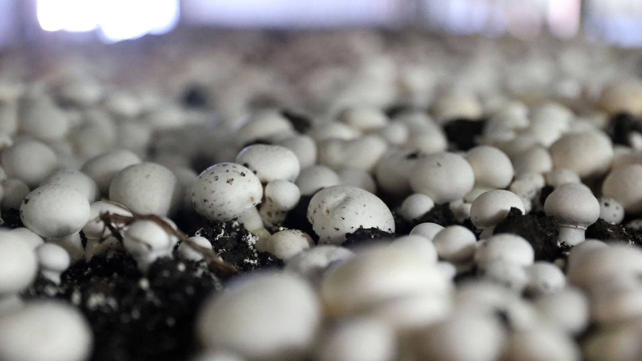 Foto - Devlet desteğiyle kendi işini kurdu! Öğretmenliği bıraktı, ayda 60 ton üretime ulaştı