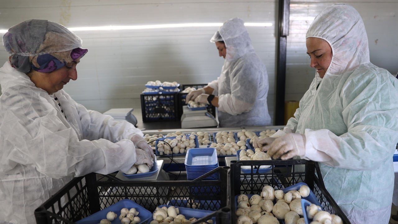 Foto - Devlet desteğiyle kendi işini kurdu! Öğretmenliği bıraktı, ayda 60 ton üretime ulaştı