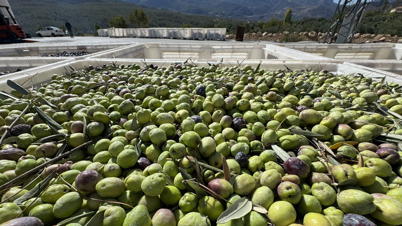 Foto - Devlet desteğiyle kuruldu! Bir zamanlar kimsenin bakmadığı toprak şimdi altın değerinde