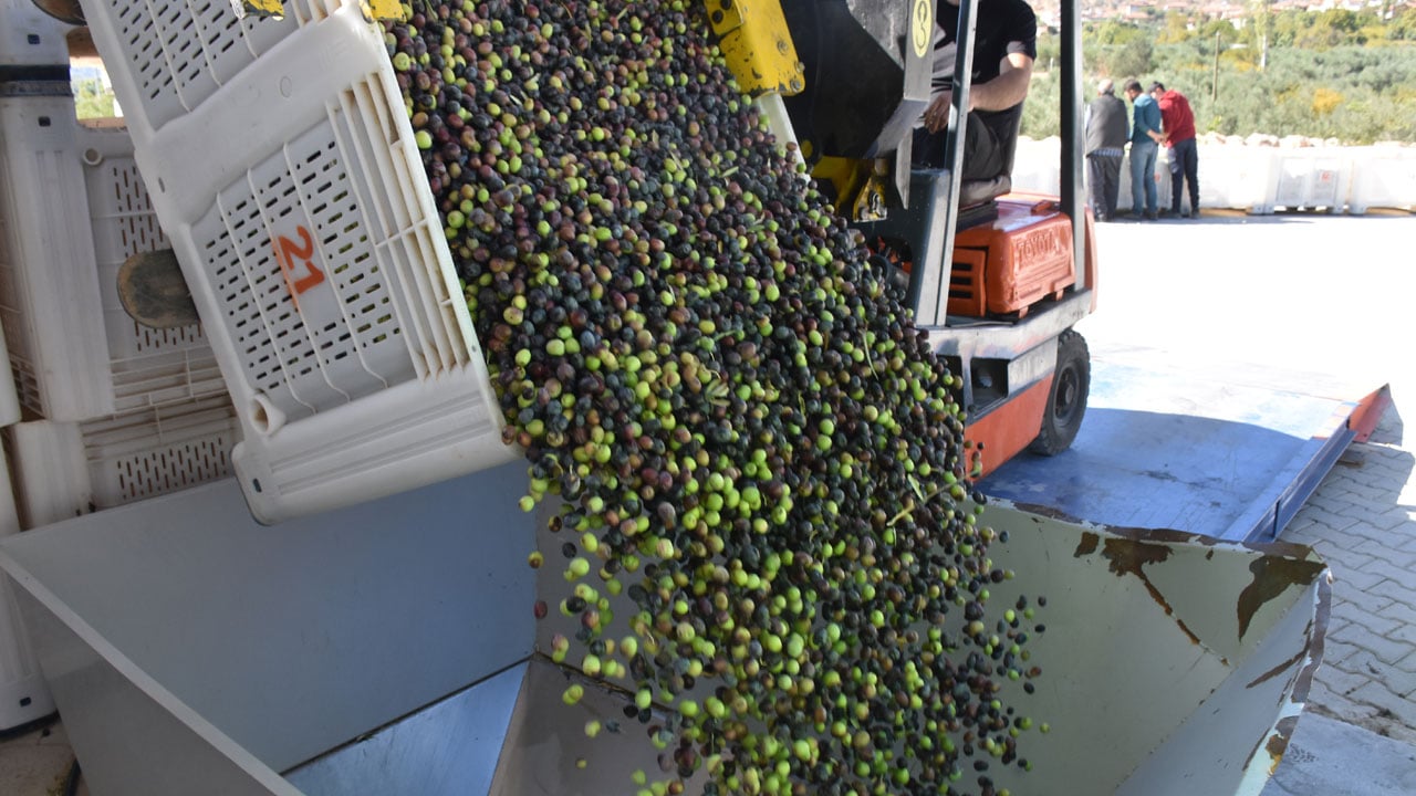Foto - Devlet desteğiyle kuruldu! Bir zamanlar kimsenin bakmadığı toprak şimdi altın değerinde