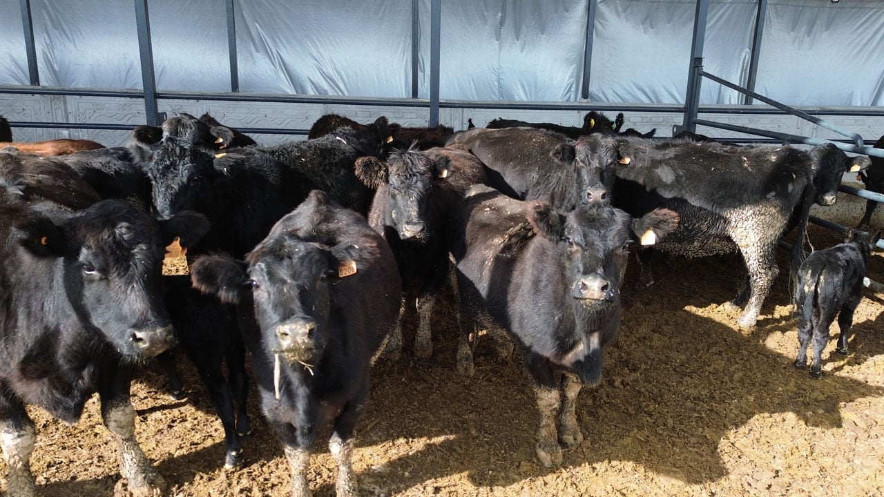 Foto - Devlet desteğiyle üretime başladı!30 gebe düveyle kendi çiftliğini kurdu