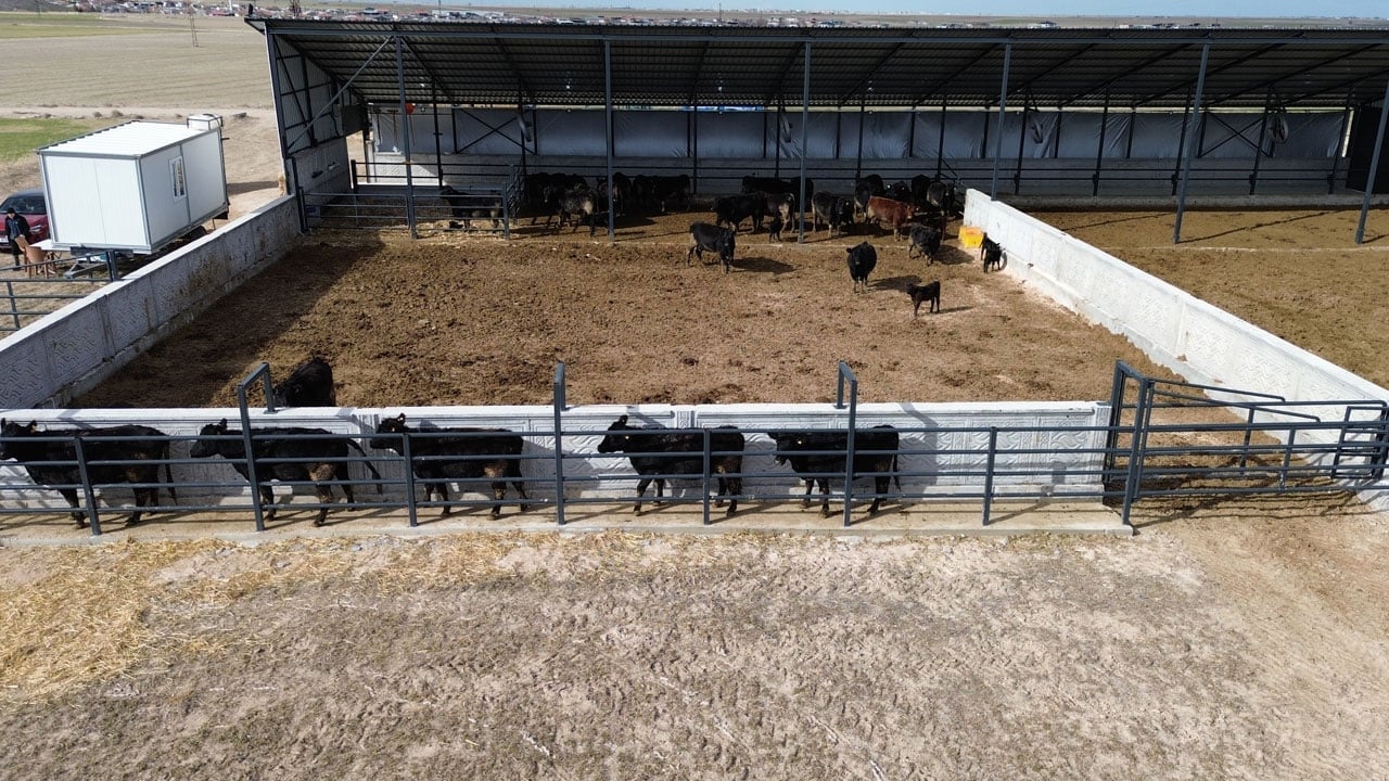 Foto - Devlet desteğiyle üretime başladı!30 gebe düveyle kendi çiftliğini kurdu