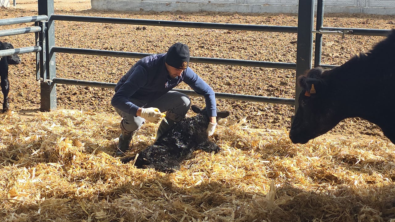 Devlet desteğiyle üretime başladı!30 gebe düveyle kendi çiftliğini kurdu