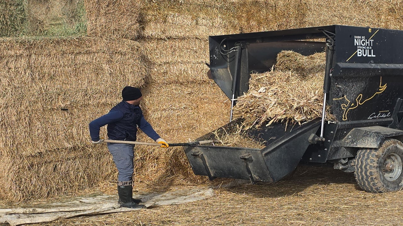 Foto - Devlet desteğiyle üretime başladı!30 gebe düveyle kendi çiftliğini kurdu