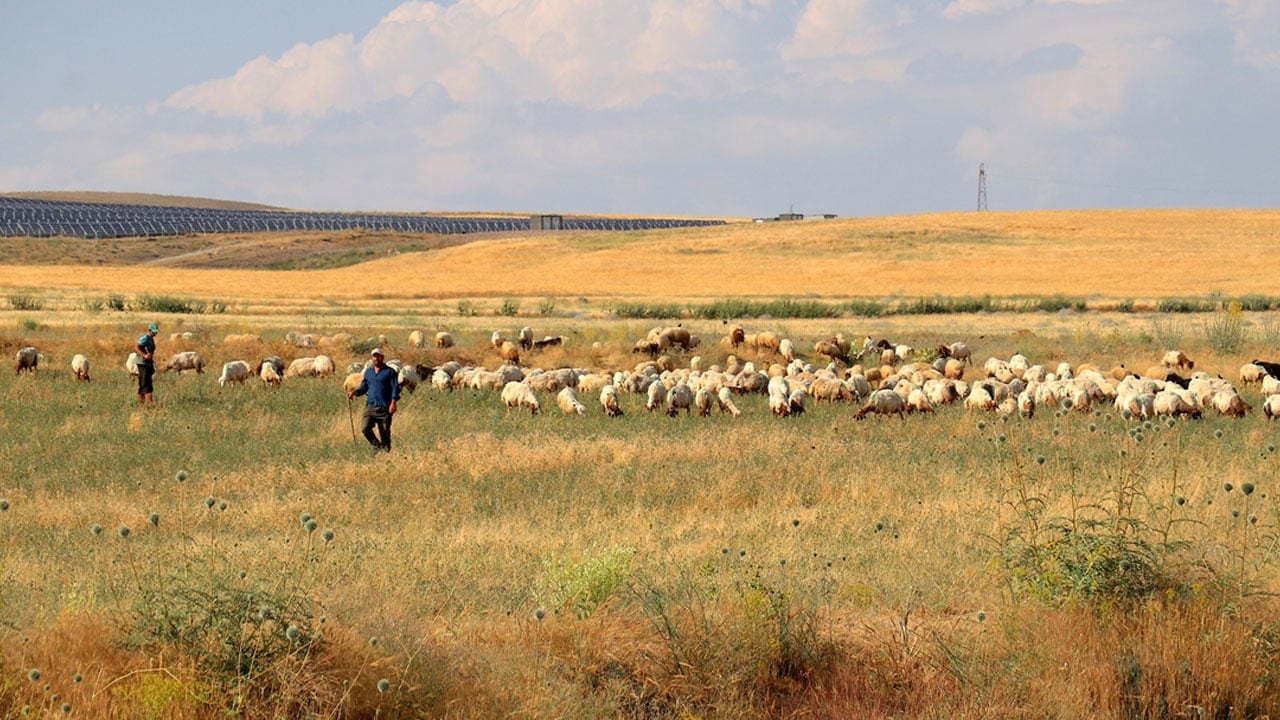 Foto - Devletin kadın çiftçiye verdiği 40 koyun 400’e çıktı: Allah devletimize zeval vermesin