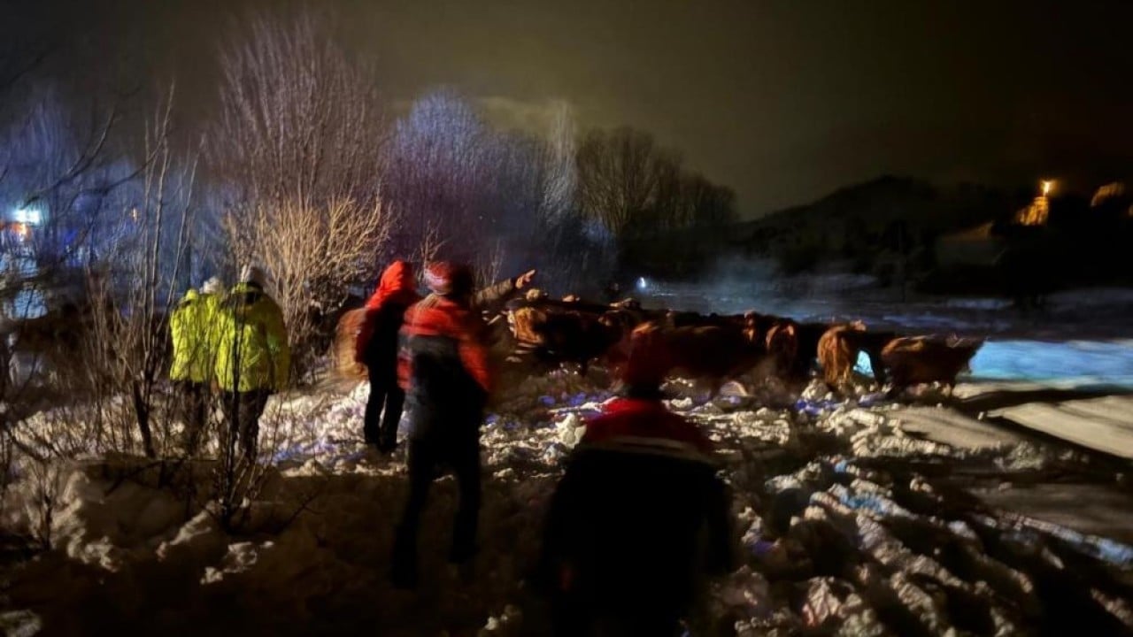 Foto - Devrilen tırdaki 45 büyükbaşı AFAD kurtardı