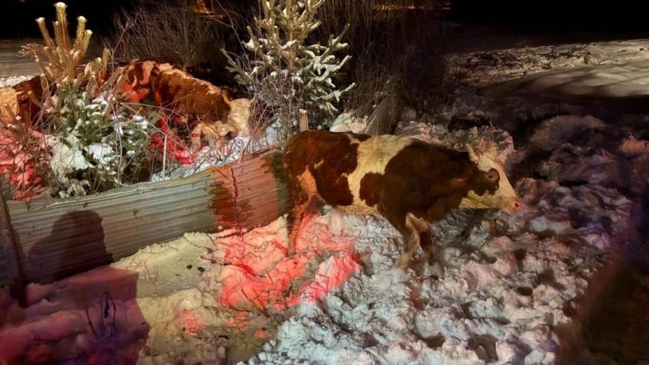 Foto - Devrilen tırdaki 45 büyükbaşı AFAD kurtardı