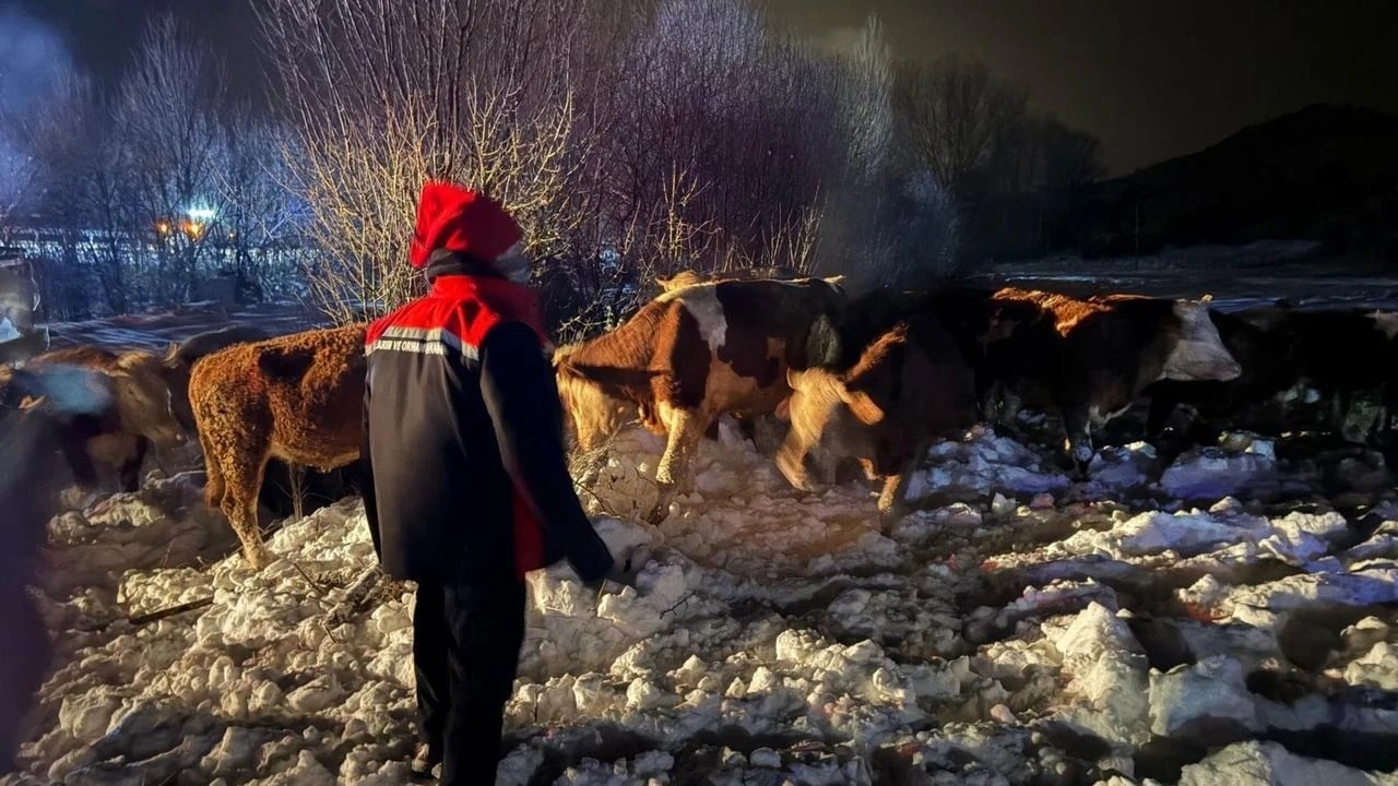 Foto - Devrilen tırdaki 45 büyükbaşı AFAD kurtardı