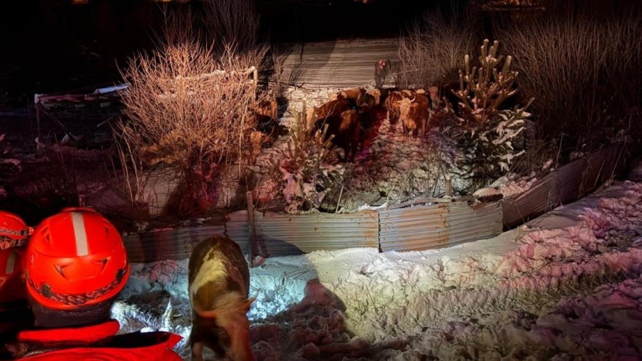 Foto - Devrilen tırdaki 45 büyükbaşı AFAD kurtardı