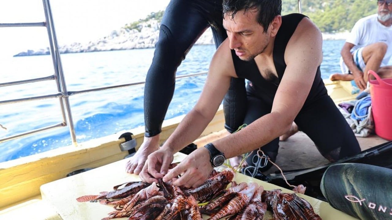 Foto - Dikenleri tehlikeli ve zehirli Önce avladılar daha sonra afiyetle yediler