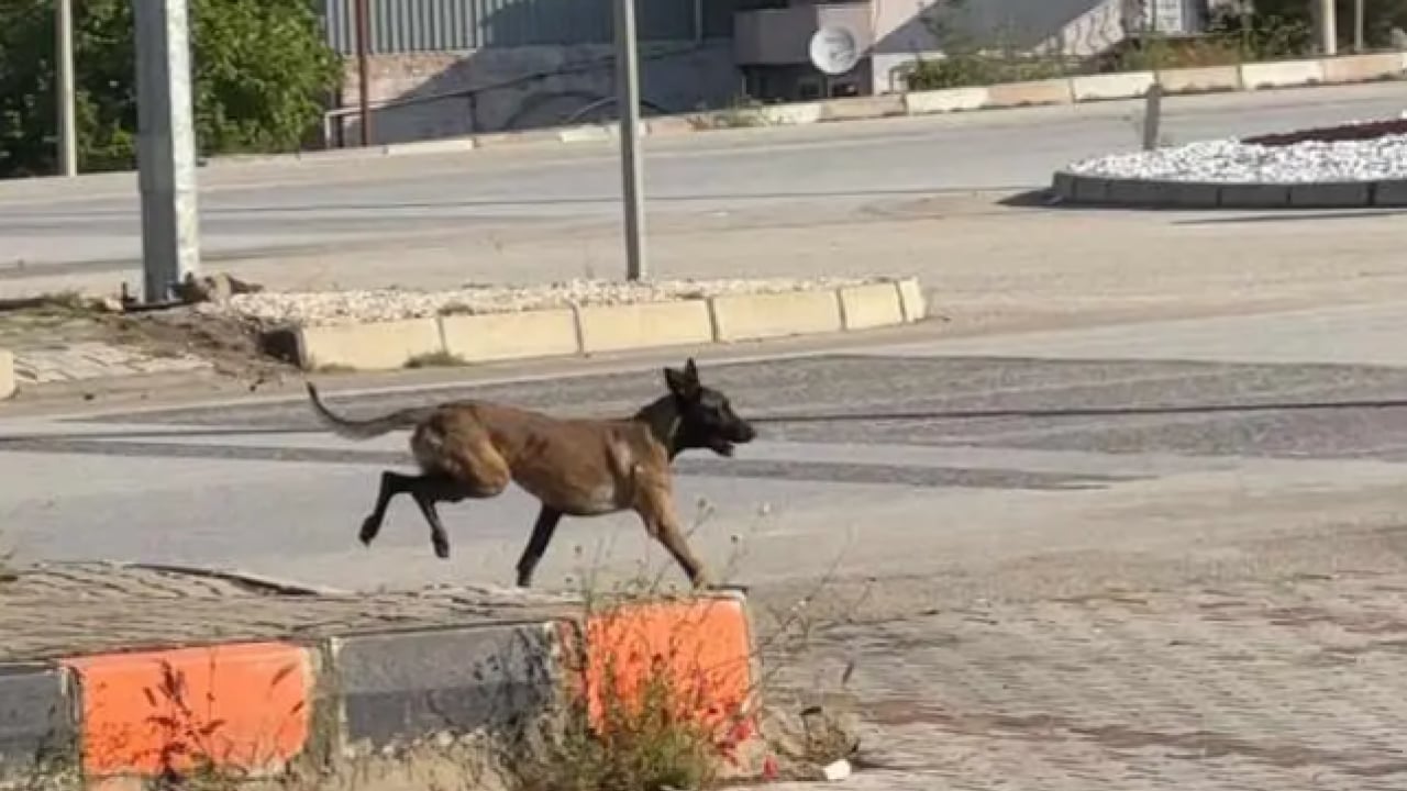 Foto - Dinlenme tesisinde dehşet anları! Yerde sürükleyerek kolunu parçaladı!