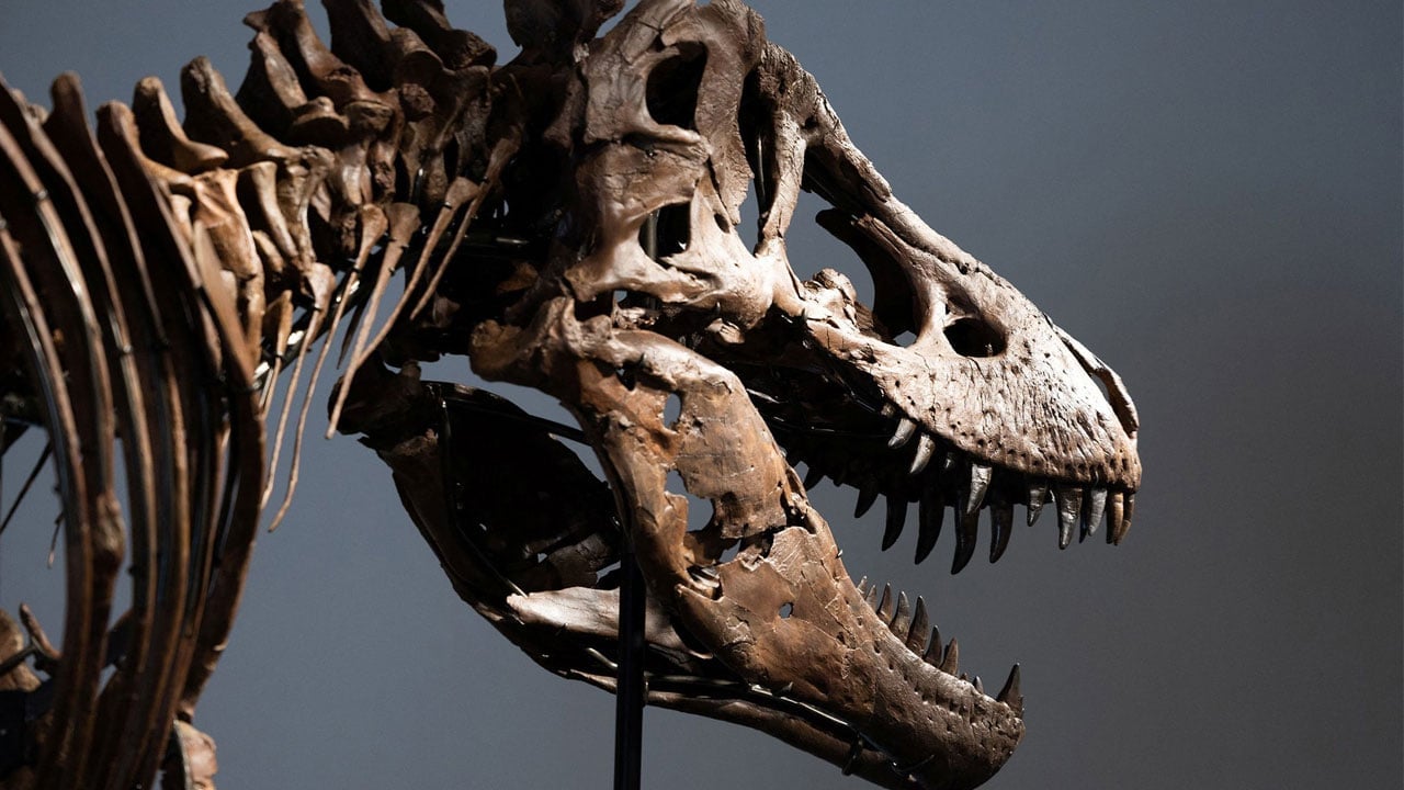 Foto - Dinozor fosili satıldı! 50 milyon dolarlık rekor kırıldı