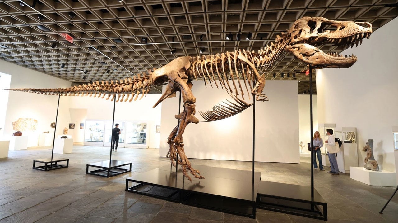 Foto - Dinozor fosili satıldı! 50 milyon dolarlık rekor kırıldı