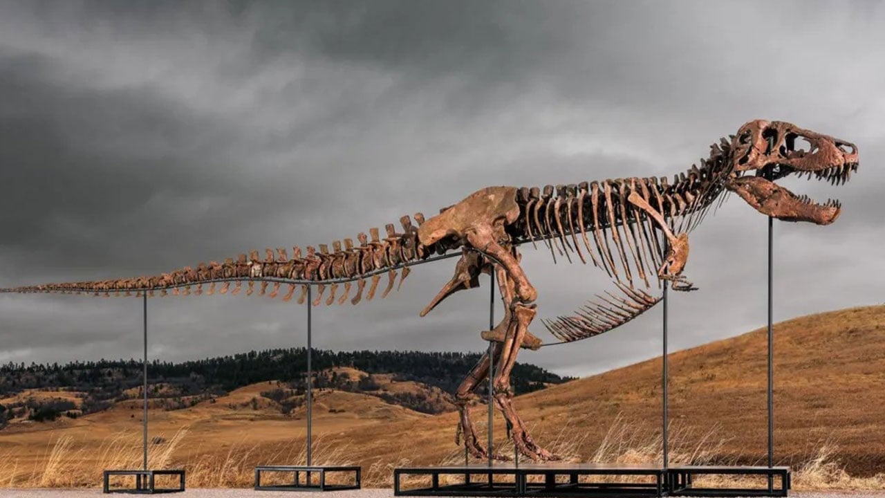 Foto - Dinozor fosili satıldı! 50 milyon dolarlık rekor kırıldı