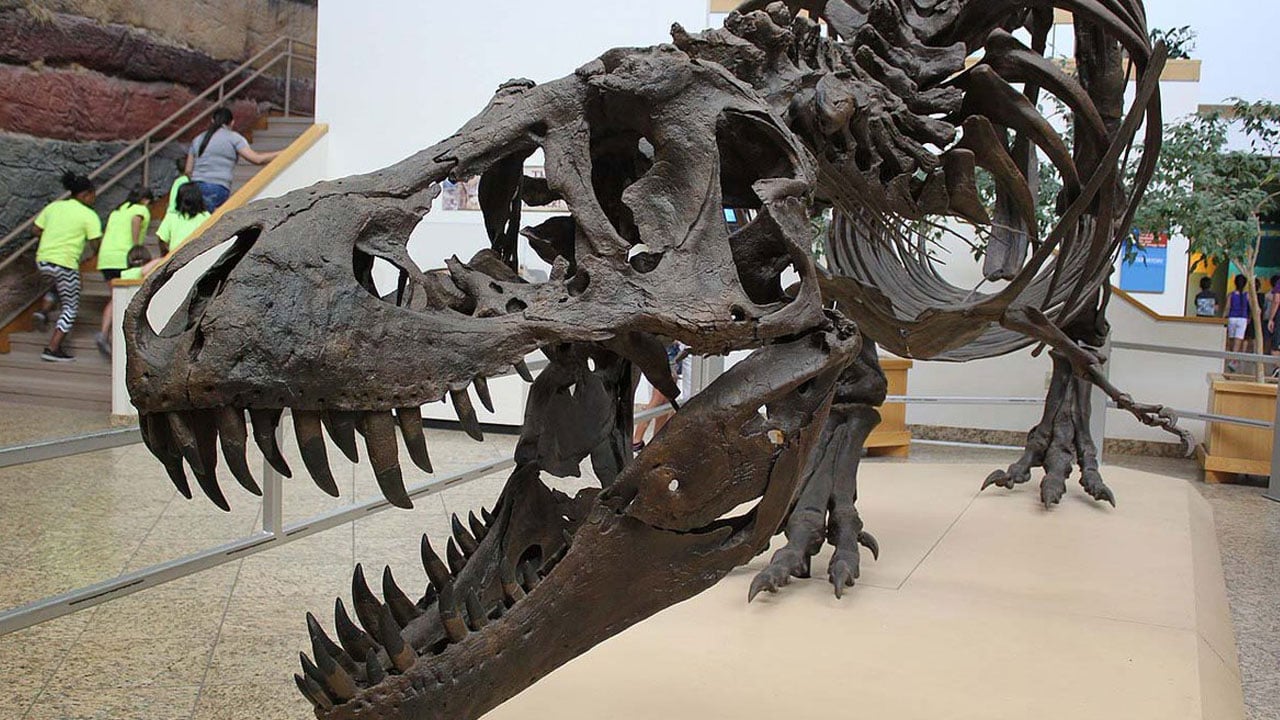 Foto - Dinozor fosili satıldı! 50 milyon dolarlık rekor kırıldı