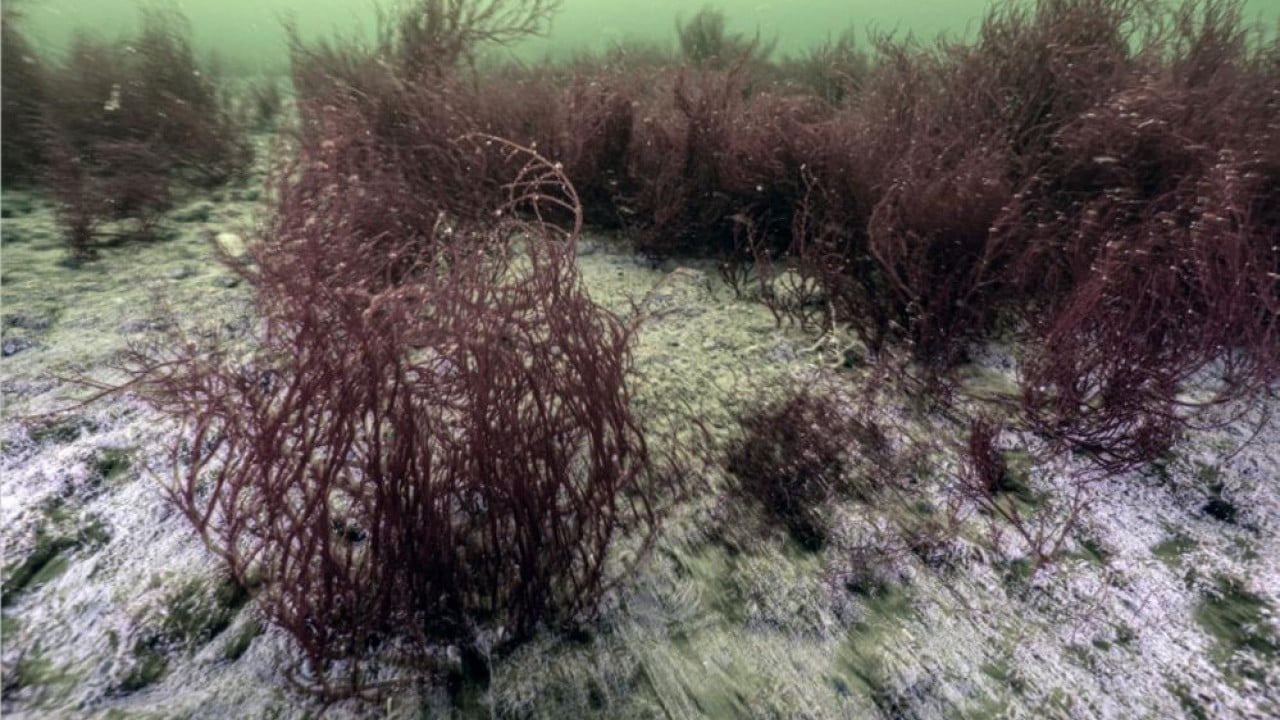Foto - Dip çamuru temizlendi deniz yaşamı canlandı
