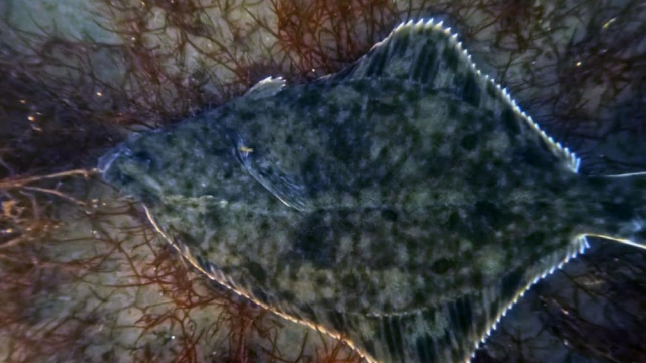 Foto - Dip çamuru temizlendi deniz yaşamı canlandı