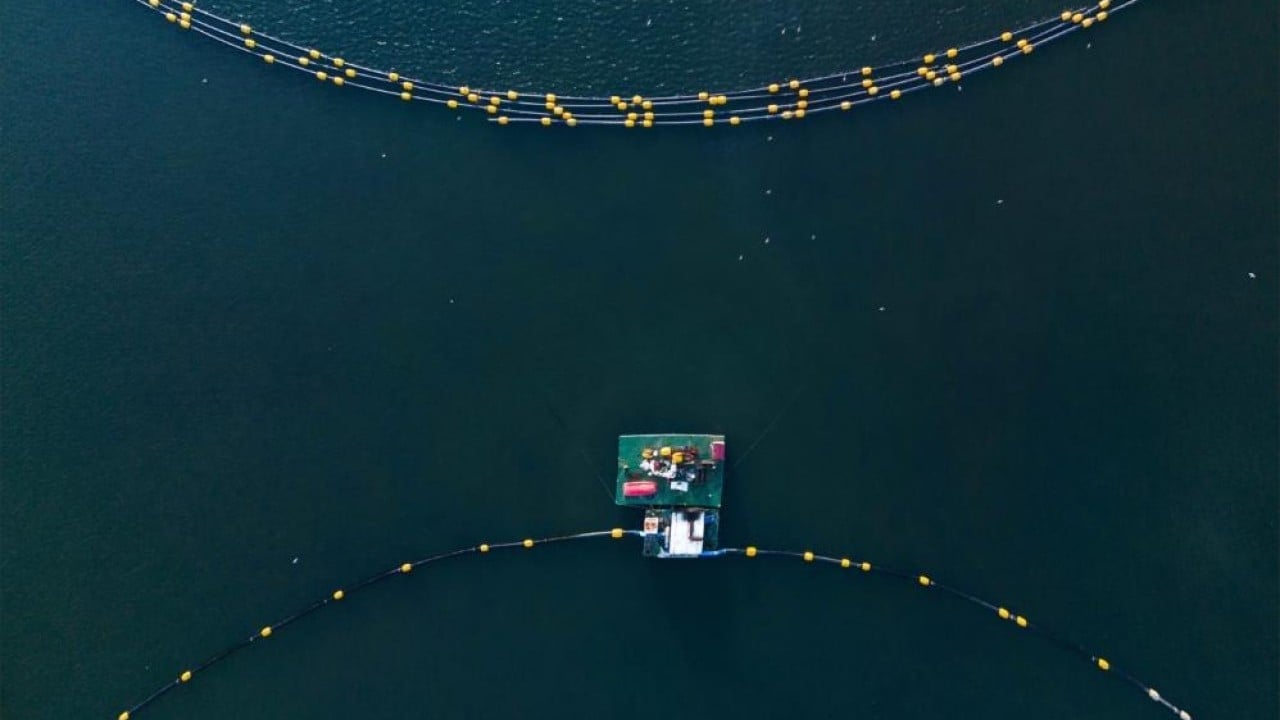 Foto - Dip çamuru temizlendi deniz yaşamı canlandı