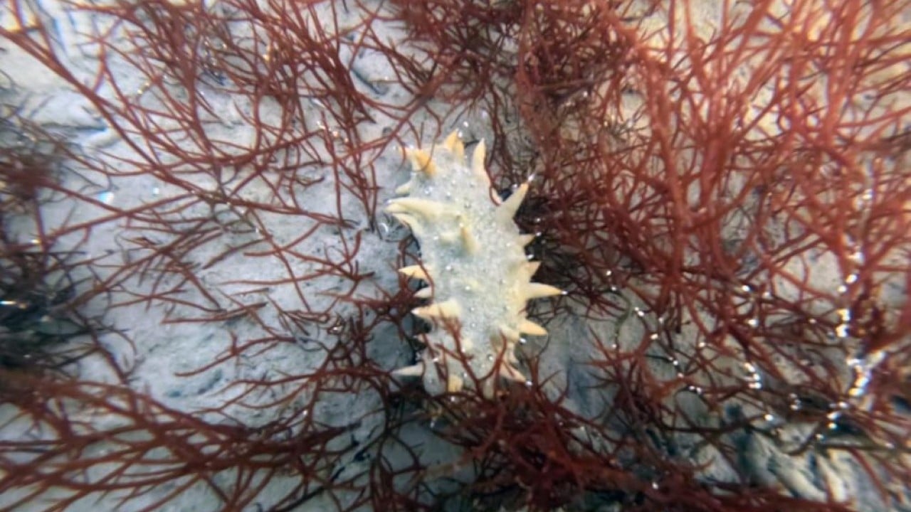 Foto - Dip çamuru temizlendi deniz yaşamı canlandı
