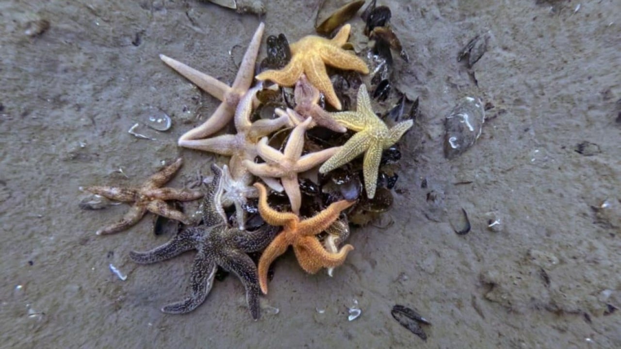 Dip çamuru temizlendi deniz yaşamı canlandı