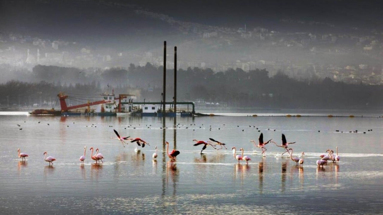 Foto - Dip çamuru temizlendi deniz yaşamı canlandı