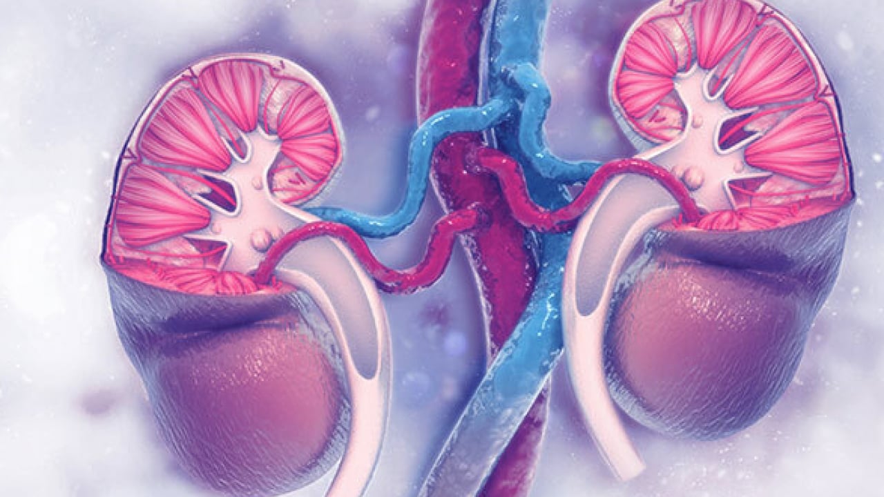 Foto - Diyabet, obezite ve hipertansiyon en önemli risk faktörleri arasında: Dünyada 850 milyon kişi böbrek hastalığı...