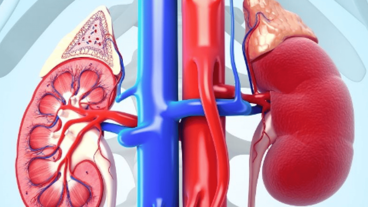 Foto - Diyabet, obezite ve hipertansiyon en önemli risk faktörleri arasında: Dünyada 850 milyon kişi böbrek hastalığı...