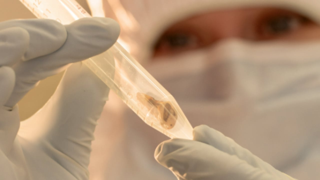 DNA örnekleri ezber bozdu: 5 bin 500 yıllık veba varyantı tespit edildi