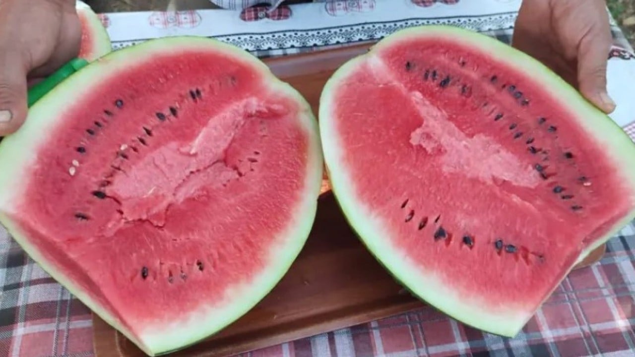 Foto - Dodurga karpuzunda yüz güldüren rekolte! 5 dönümden 60 ton hasat