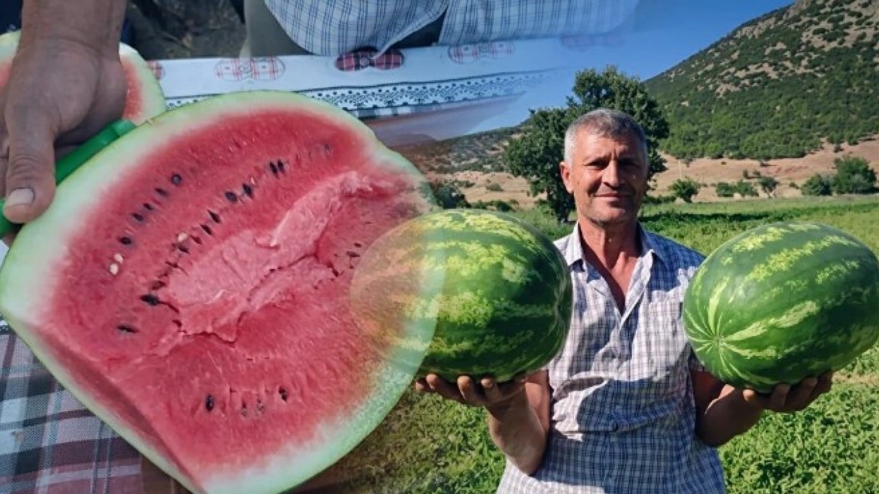 Foto - Dodurga karpuzunda yüz güldüren rekolte! 5 dönümden 60 ton hasat