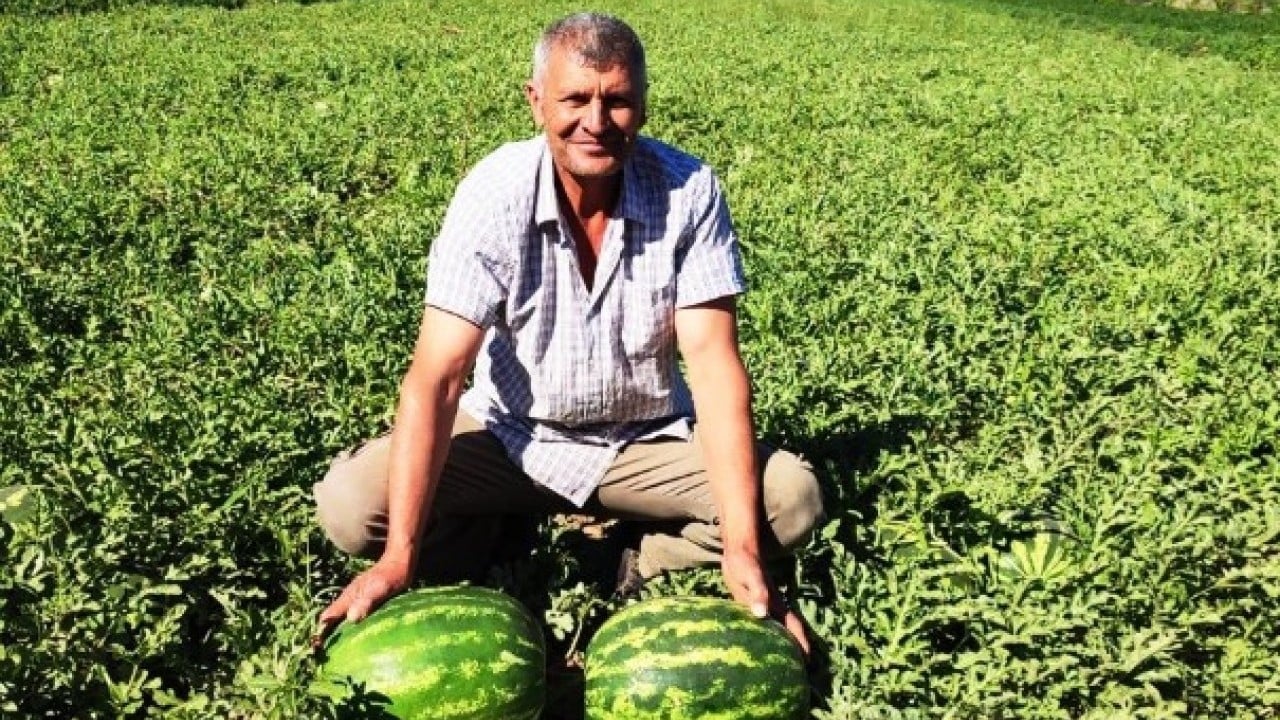 Foto - Dodurga karpuzunda yüz güldüren rekolte! 5 dönümden 60 ton hasat