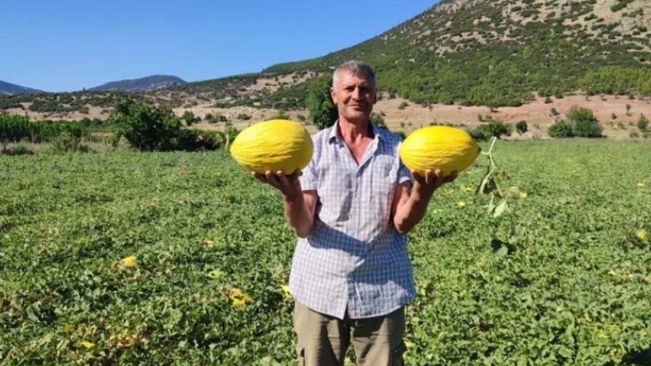 Foto - Dodurga karpuzunda yüz güldüren rekolte! 5 dönümden 60 ton hasat