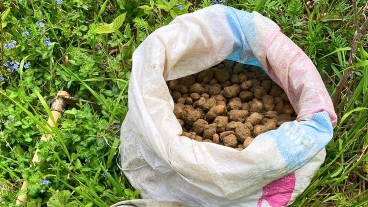 Doğa içinde kendiliğinden yetişiyor: Gören patates sanıyor ama salep yumrularını toplayanlara ceza yağdı