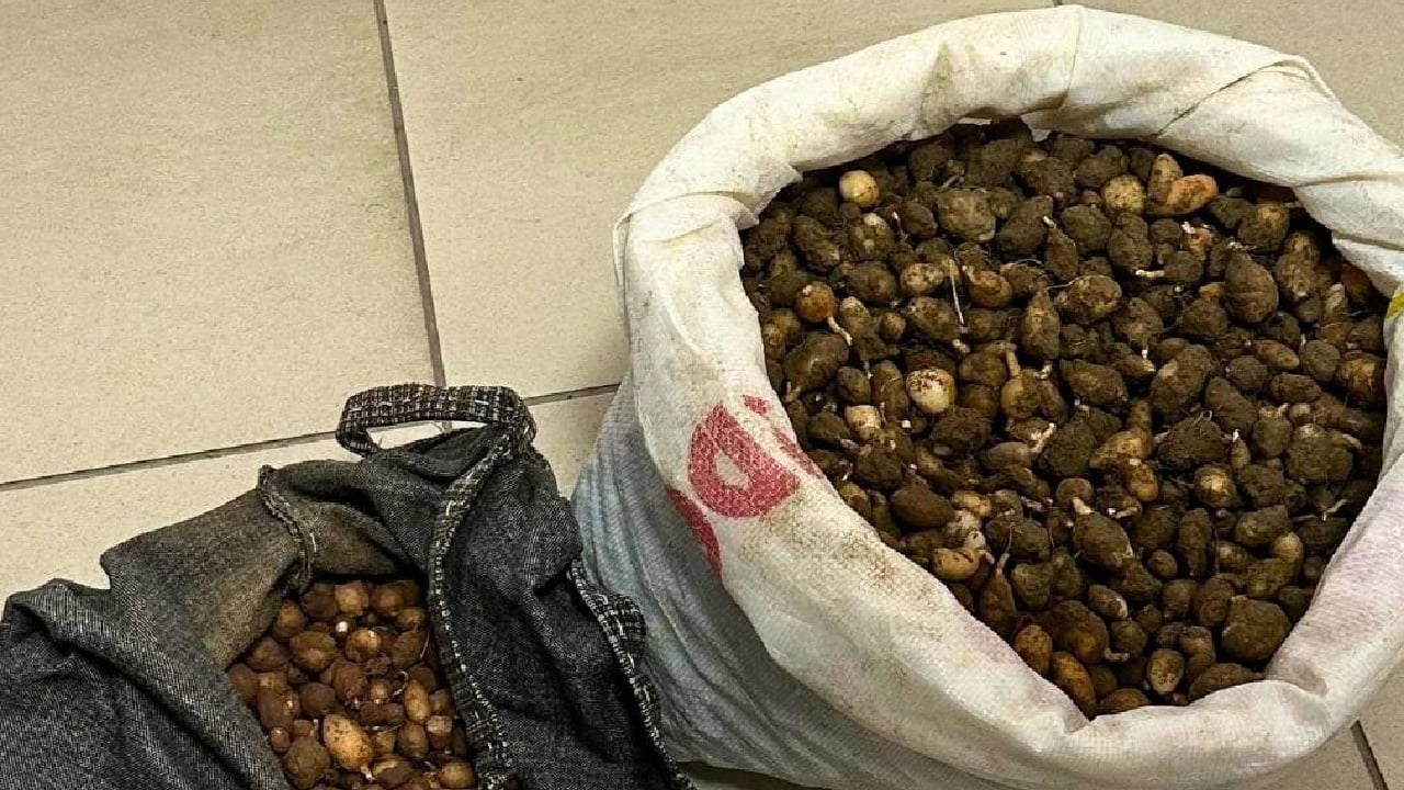 Foto - Doğa içinde kendiliğinden yetişiyor: Gören patates sanıyor ama salep yumrularını toplayanlara ceza yağdı
