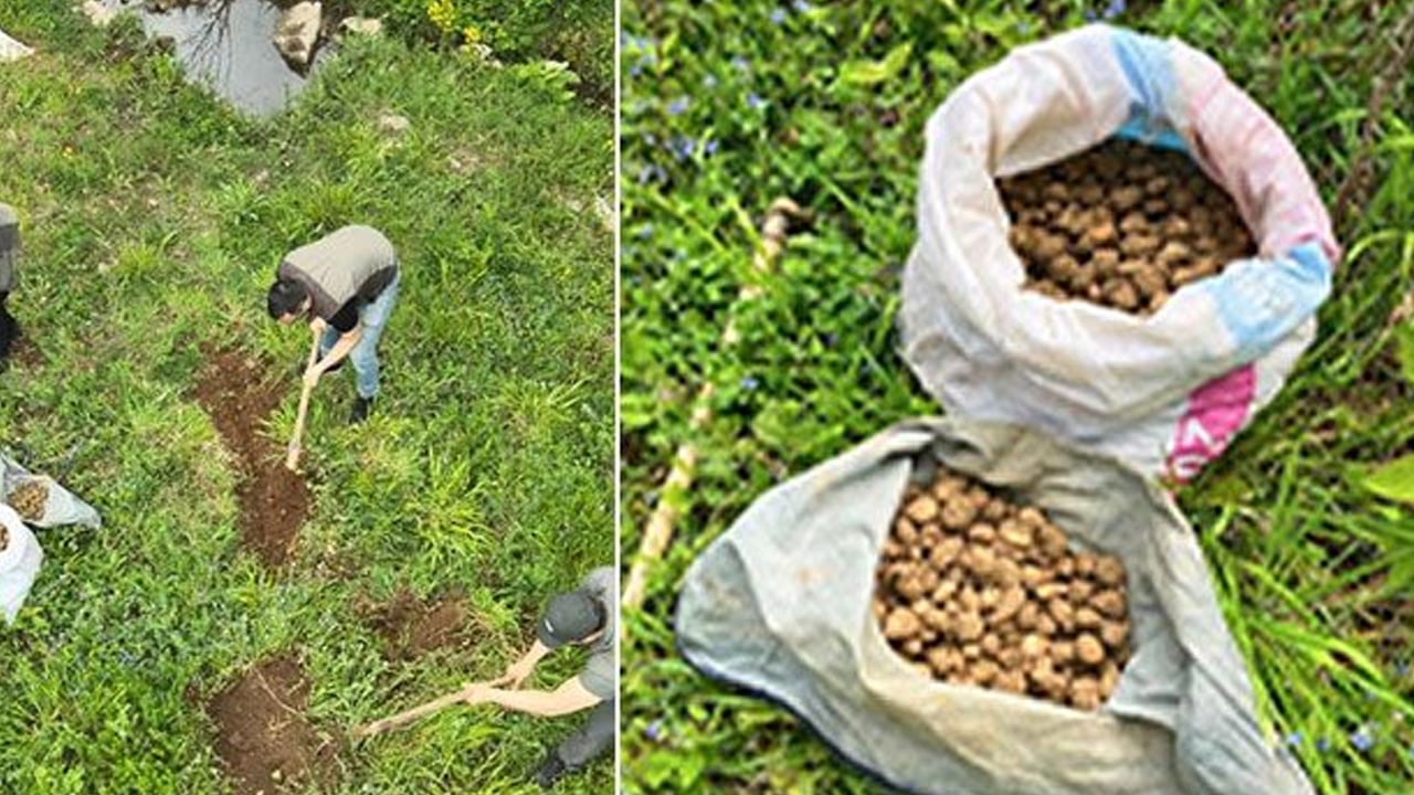 Foto - Doğa içinde kendiliğinden yetişiyor: Gören patates sanıyor ama salep yumrularını toplayanlara ceza yağdı