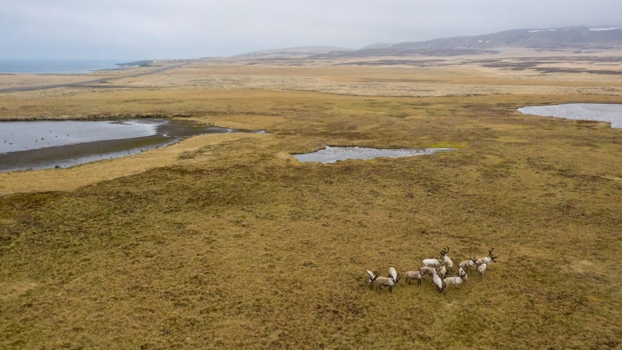 Foto - Doğa mı Petrol mu? Trump yönetimi Alaska Yaban Hayatı Sığınağı’nı sondaja açıyor