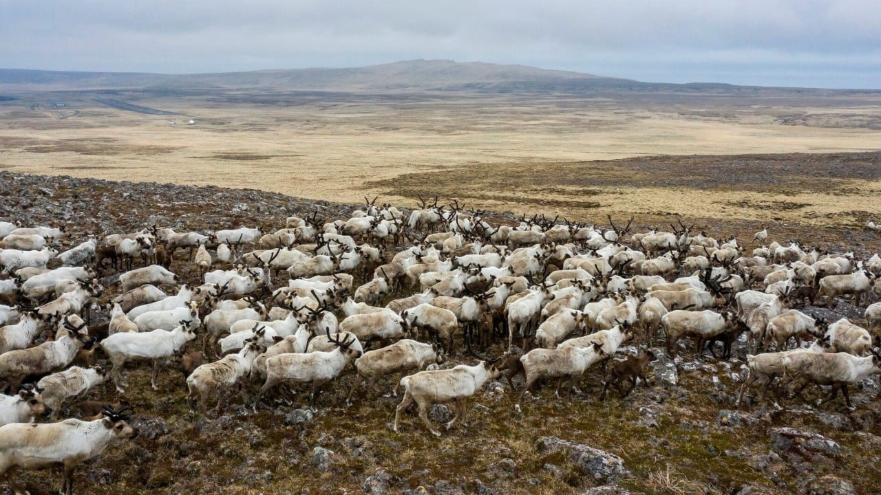 Foto - Doğa mı Petrol mu? Trump yönetimi Alaska Yaban Hayatı Sığınağı’nı sondaja açıyor