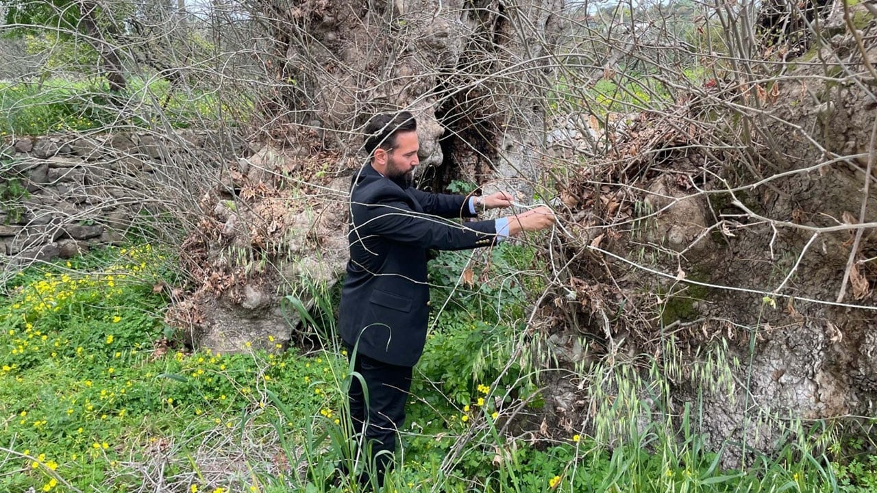 Foto - Doğa yürüyüşünde fark edildi! O ilimizde 2 bin yıllık çınar ağacı bulundu