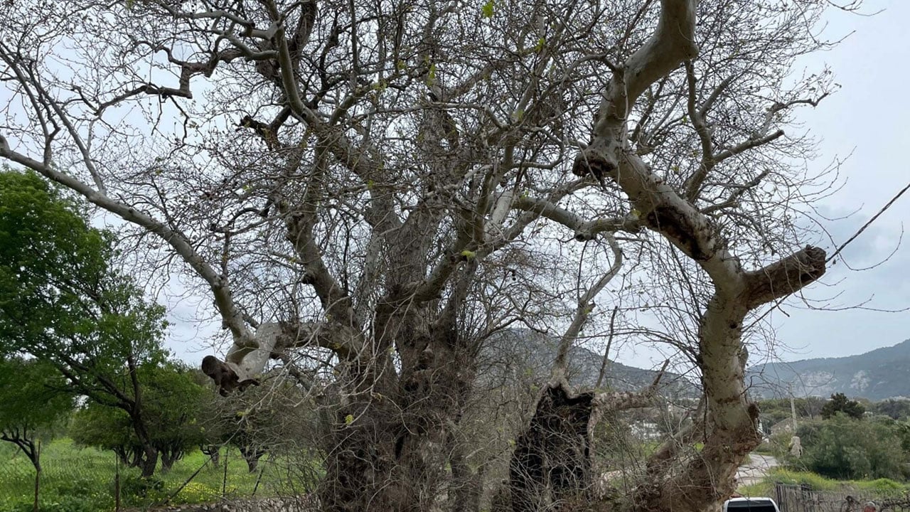 Foto - Doğa yürüyüşünde fark edildi! O ilimizde 2 bin yıllık çınar ağacı bulundu