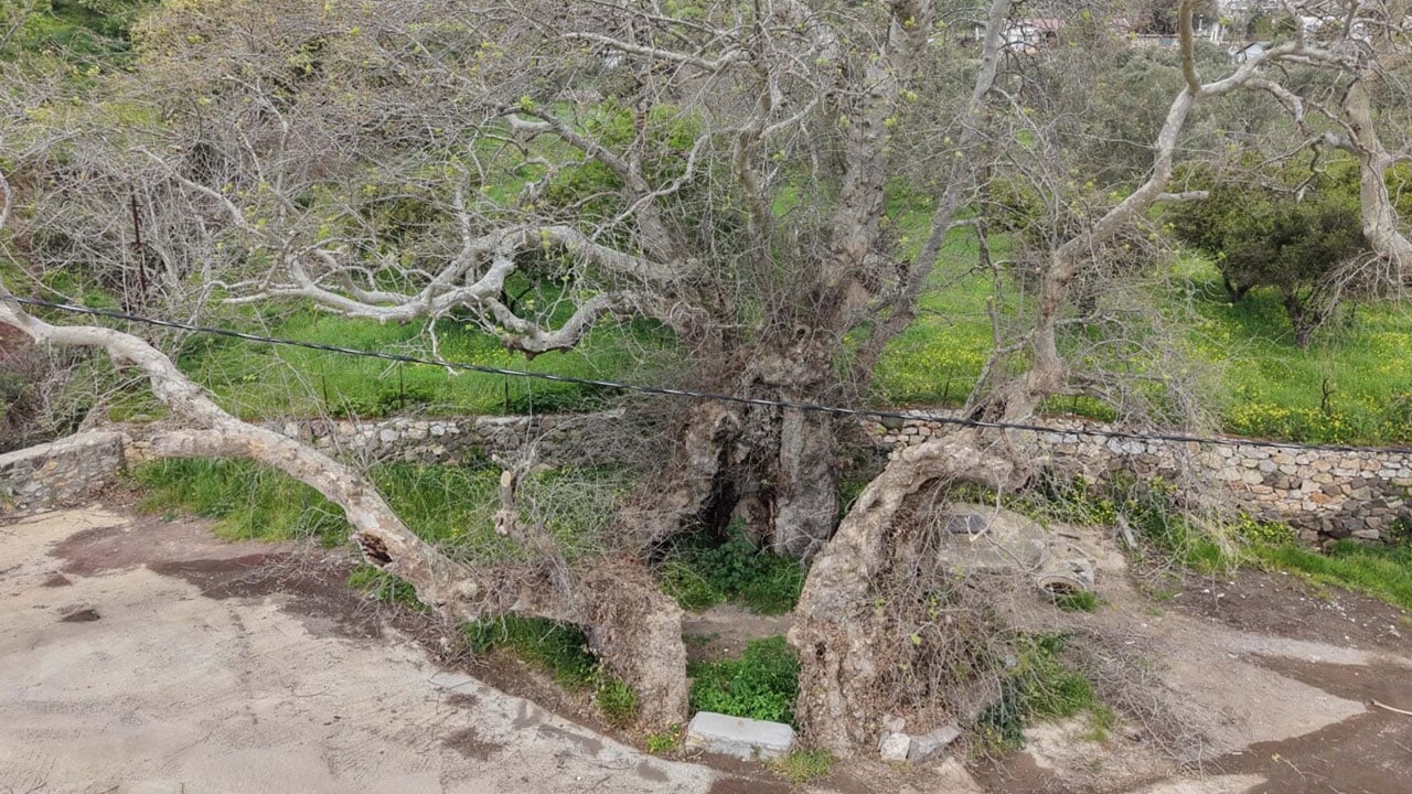 Doğa yürüyüşünde fark edildi! O ilimizde 2 bin yıllık çınar ağacı bulundu