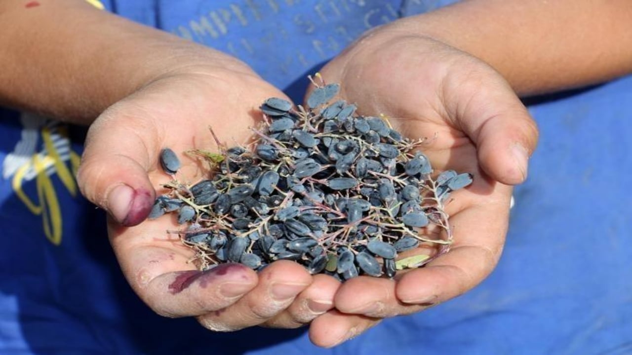 Foto - Doğada bedava yetişiyor, bağışıklık sistemine çelikten zırh örüyor!Rusların yüzyıllardır sır gibi sakladığı meyve, Anadolu’da keşfedilmeyi bekliyor