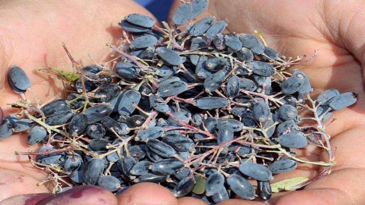 Doğada bedava yetişiyor, bağışıklık sistemine çelikten zırh örüyor!Rusların yüzyıllardır sır gibi sakladığı meyve, Anadolu’da keşfedilmeyi bekliyor