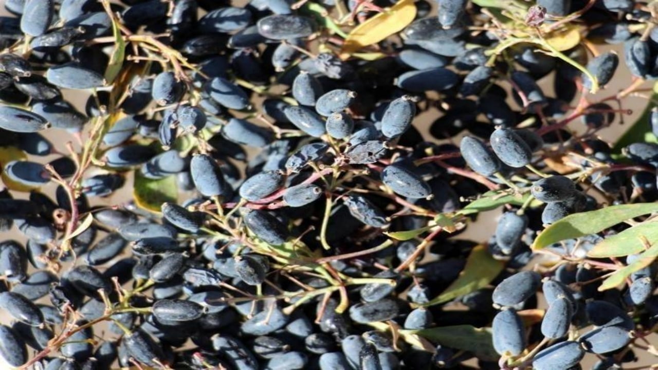 Foto - Doğada bedava yetişiyor, bağışıklık sistemine çelikten zırh örüyor!Rusların yüzyıllardır sır gibi sakladığı meyve, Anadolu’da keşfedilmeyi bekliyor