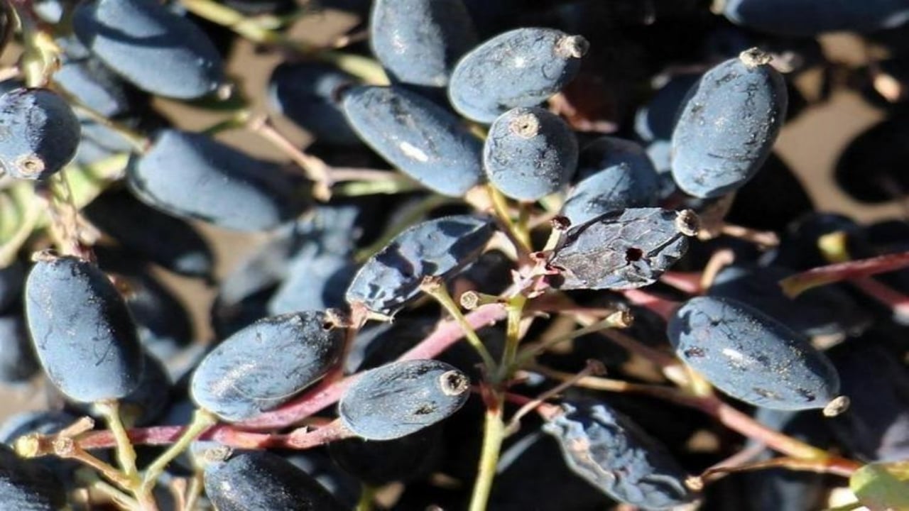 Foto - Doğada bedava yetişiyor, bağışıklık sistemine çelikten zırh örüyor!Rusların yüzyıllardır sır gibi sakladığı meyve, Anadolu’da keşfedilmeyi bekliyor