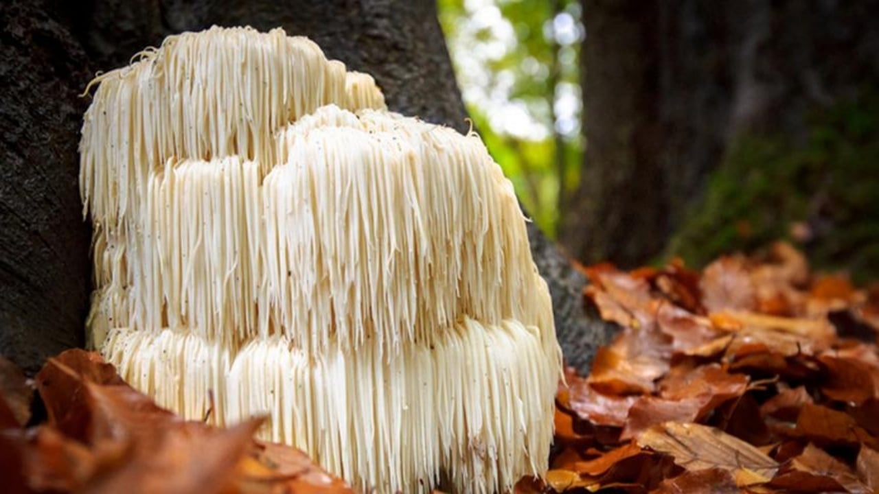 Foto - Doğada buldu, balkonunda servete dönüştürdü! Kilosunu 2 bin liradan satıyor, talebe yetişemiyor